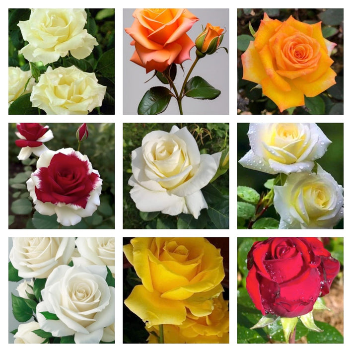 Rare Rose Flower Seeds mix 30 Seeds (9 mixed Varity) Rose seeds