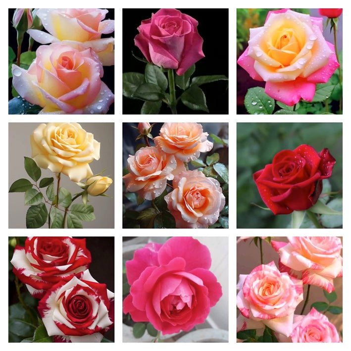 Rare Rose Flower Seeds mix 30 Seeds (9 mixed Varity) Rose seeds