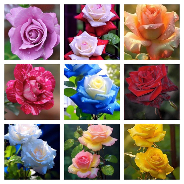 Rare Rose Flower Seeds mix 30 Seeds (9 mixed Varity) Rose seeds