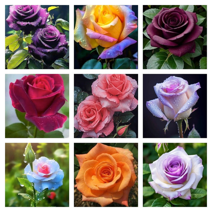 Rare Rose Flower Seeds mix 30 Seeds (9 mixed Varity) Rose seeds