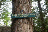 Rose wood plant -  Medicinal Plant Live Plants