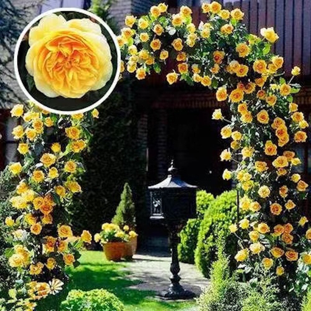 Climbing Hybrid Rose Seeds – Decorative Flower Vines for Outdoor Landscaping - Rose Seeds