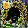 Climbing Hybrid Rose Seeds – Decorative Flower Vines for Outdoor Landscaping - Rose Seeds