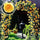Climbing Hybrid Rose Seeds – Decorative Flower Vines for Outdoor Landscaping - Rose Seeds
