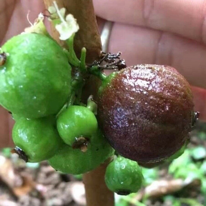 Giant Red Crystal Jaboticaba (Plinia Giant Red Crystal )   Fruit Plant