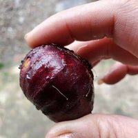 Giant Red Crystal Jaboticaba (Plinia Giant Red Crystal )   Fruit Plant