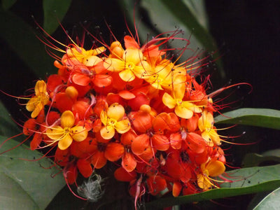 Ashokam (Saraca asoca) Medicinal Plant: Healthy Live Plant for Holistic Wellness