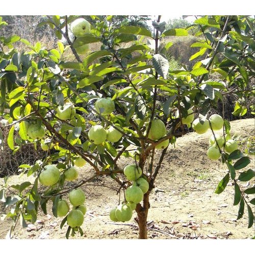 SEED LESS GUAVA FRUIT PLANT EXOTIC PLANTS