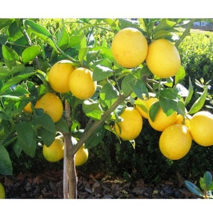 All Time Thai Lemon PlantsThai seedlees Lemon Plant Fruit Plants