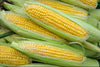 10 Vegetable Seeds Combo -Vegetable Seeds Combo