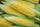 15 Vegetable Seeds Combo -Vegetable Seeds Combo