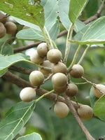 Terminalia Bellirica-Medicinal Plant