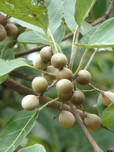 Terminalia Bellirica-Medicinal Plant