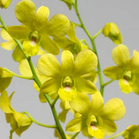 Dendrobium orchid Thongchai Gold & Udom Yellow Plant (Without flowers)