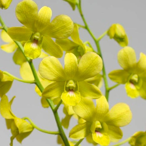 Dendrobium orchid Thongchai Gold & Udom Yellow Plant (Without flowers)