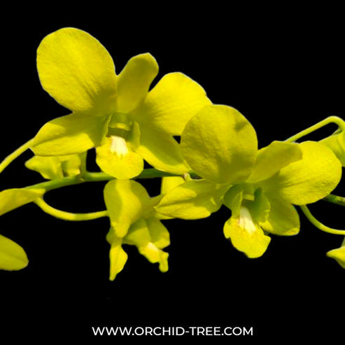 Dendrobium orchid Thongchai Gold & Udom Yellow Plant (Without flowers)