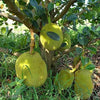 Thai AllTime Grafted Jackfruit Plant – Grafted & Ready to Grow  -Fruit Plants