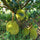 Thai AllTime Grafted Jackfruit Plant – Grafted & Ready to Grow  -Fruit Plants