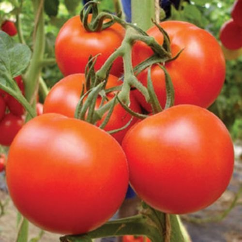 🍅 Arka Rakshak Hybrid Tomato Seeds – 100 Seeds, Triple Disease-Resistant & High-Yield Variety  - Vegetable Seeds