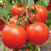 🍅 Arka Rakshak Hybrid Tomato Seeds – 100 Seeds, Triple Disease-Resistant & High-Yield Variety  - Vegetable Seeds