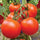 🍅 Arka Rakshak Hybrid Tomato Seeds – 100 Seeds, Triple Disease-Resistant & High-Yield Variety  - Vegetable Seeds