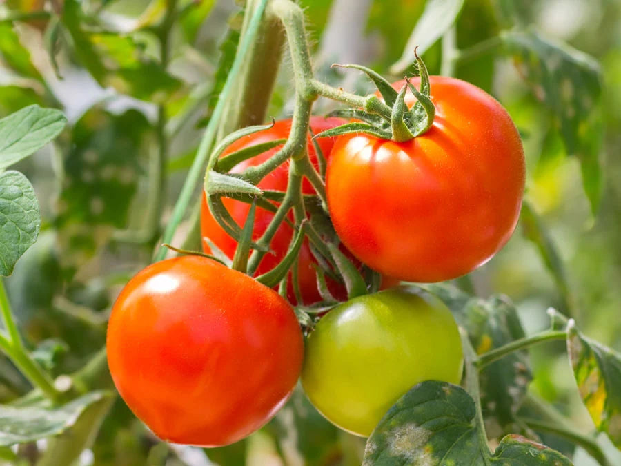 Organic Vegetable Seeds Pack – Tomato (Pusa Early Dwarf) For Kitchen & Terrace Gardens -Vegetable Seeds
