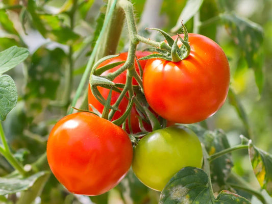 Organic Vegetable Seeds Pack – Tomato (Pusa Early Dwarf) For Kitchen & Terrace Gardens -Vegetable Seeds