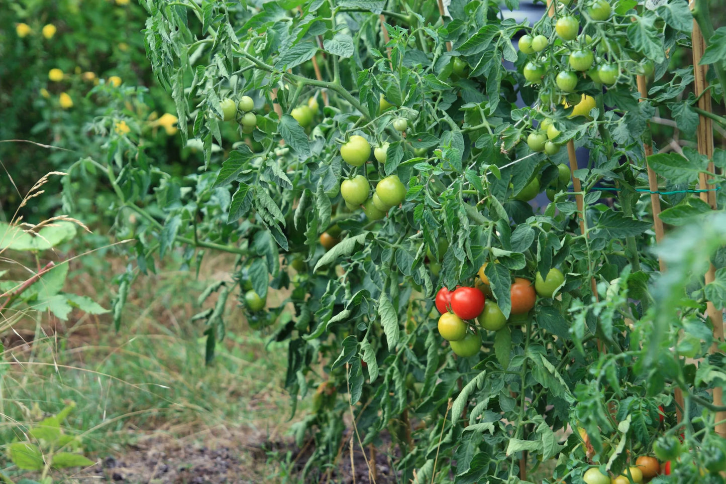🍅 Early Girl Hybrid Tomato Seeds – 100 Seeds, Fast-Maturing & Flavorful Variety  - Vegetable Seeds
