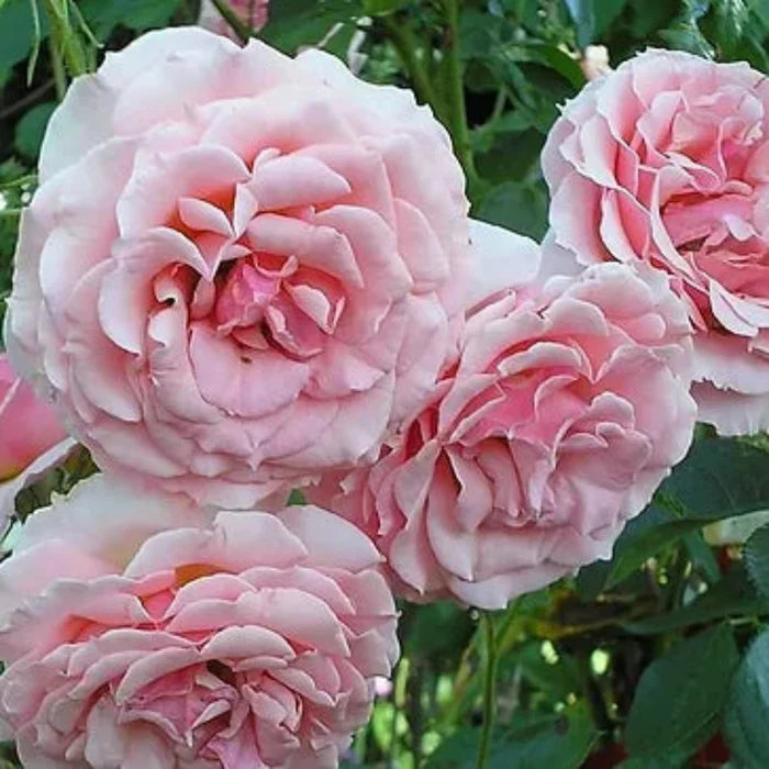 "Exotic Hybrid Climbing Rose Flower Seeds 20   - Tournament - Rose Seeds