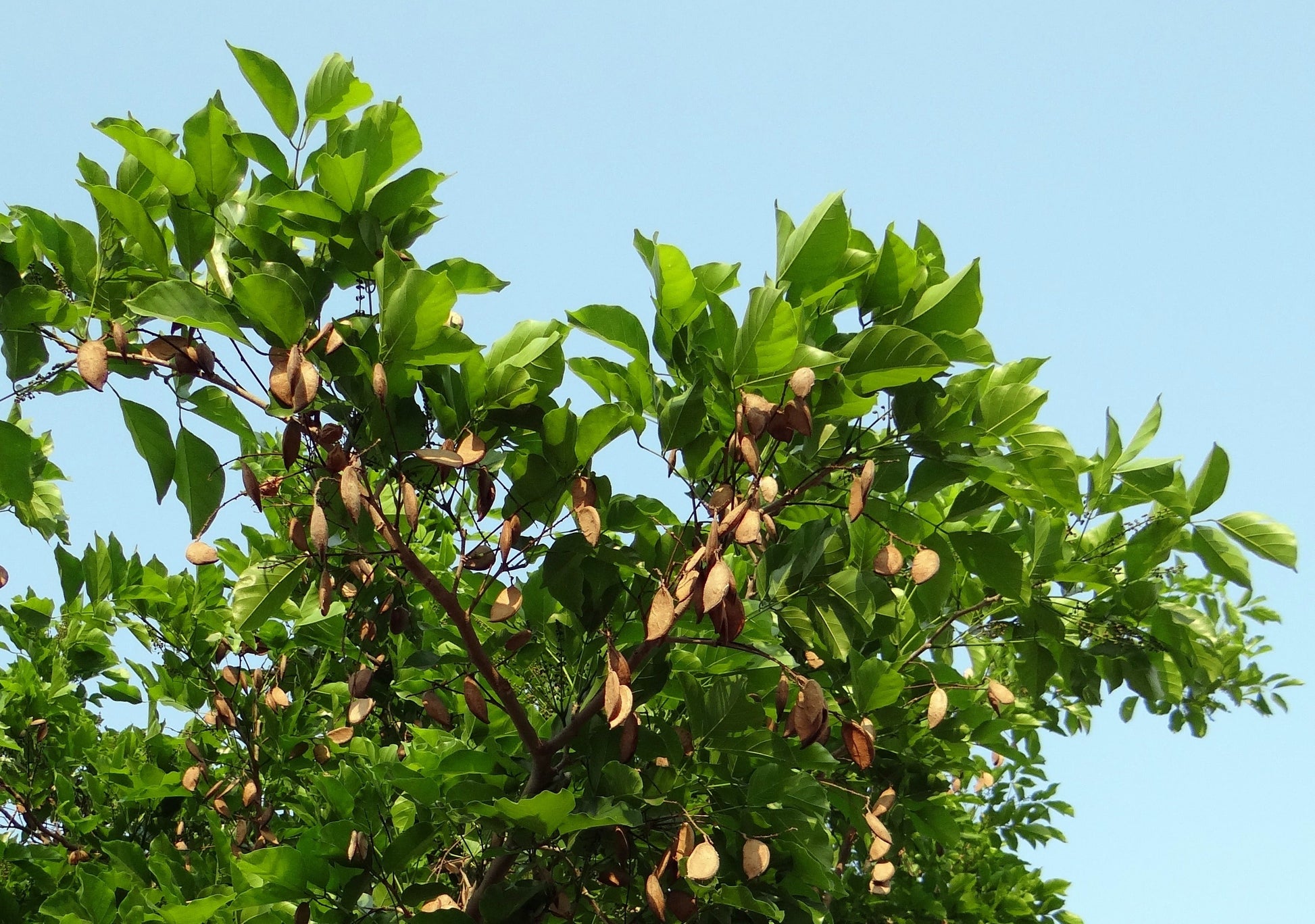 Ungu (Pongamia Pinnata) Medicinal Plant: Healthy Live Plant in Polybag