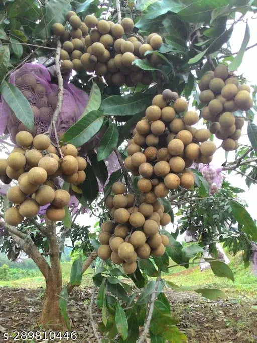 DIAMOND RIVER LONGAN FRUIT PLANT EXOTIC PLANTS