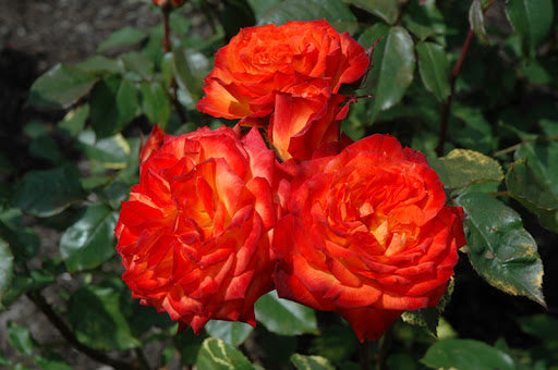 Exotic Hybrid Climbing Rose Flower Seeds – Pack of 20  -Charisma - Rose Seeds