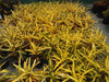 Patabahar Live Plants (Pack of 1) | Petra Croton | Indoor Decorative Plant with Golden Yellow Variegated Leaves | Natural Air Purifier | BUTON - Best Selling