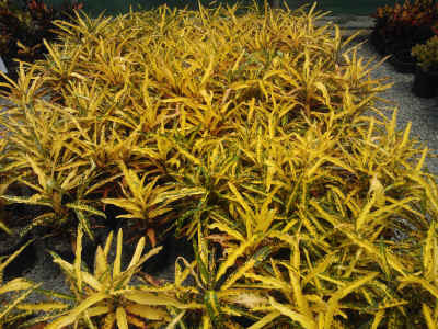 Patabahar Live Plants (Pack of 1) | Petra Croton | Indoor Decorative Plant with Golden Yellow Variegated Leaves | Natural Air Purifier | BUTON - Best Selling