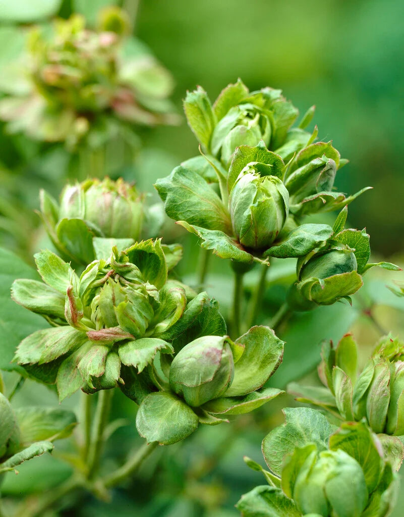 Premium Hybrid Rose Flower 20  Seed - Rosa chinensis 'Viridiflora' - Rose Seeds