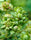 Premium Hybrid Rose Flower 20  Seed - Rosa chinensis 'Viridiflora' - Rose Seeds