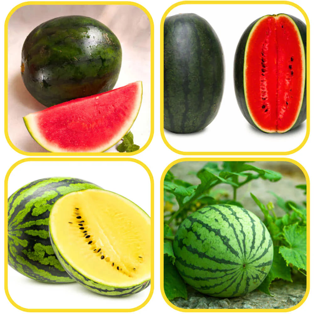 Mixed Variety Watermelon Seeds – Colorful, Sweet & Refreshing (Pack of 20) - Fruit Seeds