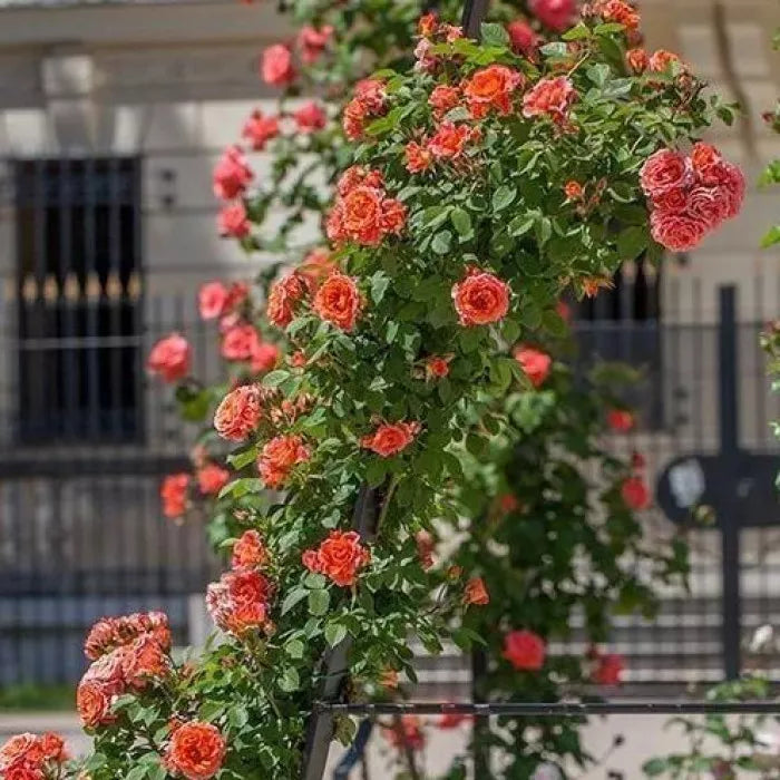 Exotic Hybrid Climbing Rose Flower Seeds – Pack of 20  - Baby Romantica - Rose Seeds
