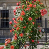 Exotic Hybrid Climbing Rose Flower Seeds – Pack of 20  - Baby Romantica - Rose Seeds