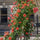 Exotic Hybrid Climbing Rose Flower Seeds – Pack of 20  - Baby Romantica - Rose Seeds