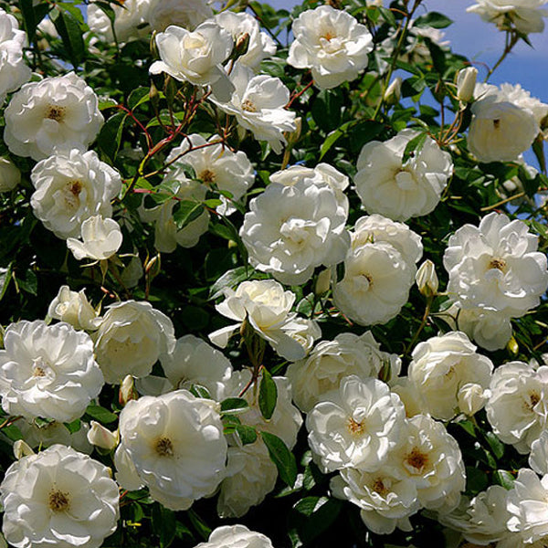 Exotic Hybrid Climbing Rose Flower Seeds – Pack of 20  -Delhi White Pear - Rose Seeds