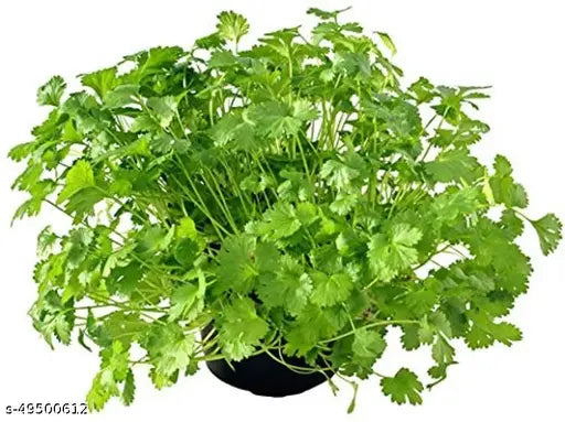 🌿 Coriander (Dhaniya) Hybrid Seeds – Premium Quality Pack 100 - Vegetable Seeds