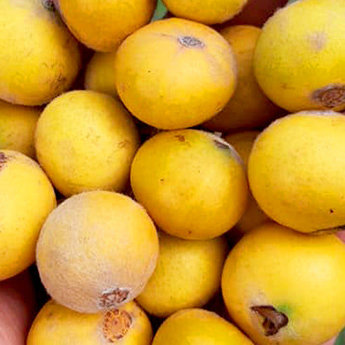 Yellow Jaboticaba (Myrciaria Glazioviana) Fruit Plant