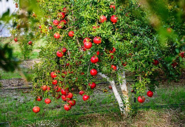 Pomegranate plant Punica granatum -  Medicinal Plant Live Plants