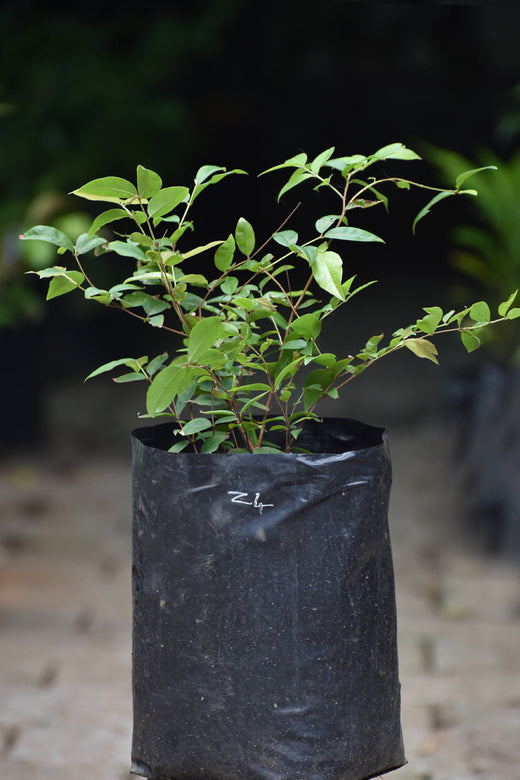 Jaboticaba Z4   Fruit Plant