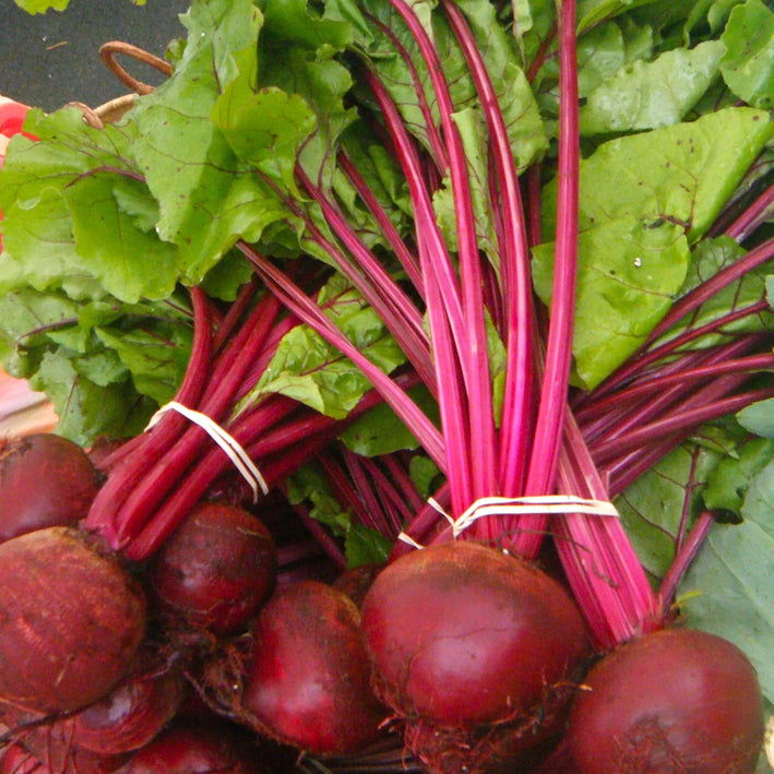 Organic Beetroot F1 Hybrid seeds- Open Pollinated 20 seeds-vegetable seeds