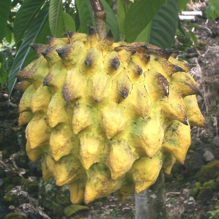 Rollinia - Rollinia deliciosa Fruit Plant