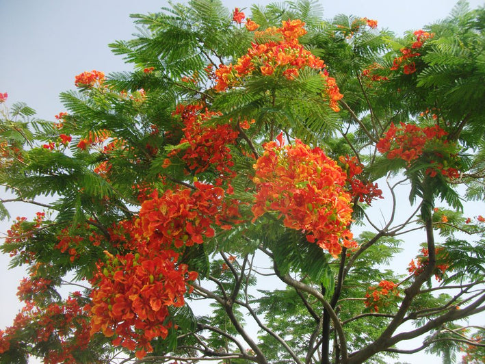 Gulmohar - Delonix regia Tree Plant