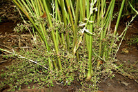 Green Cardamom Spice Plant