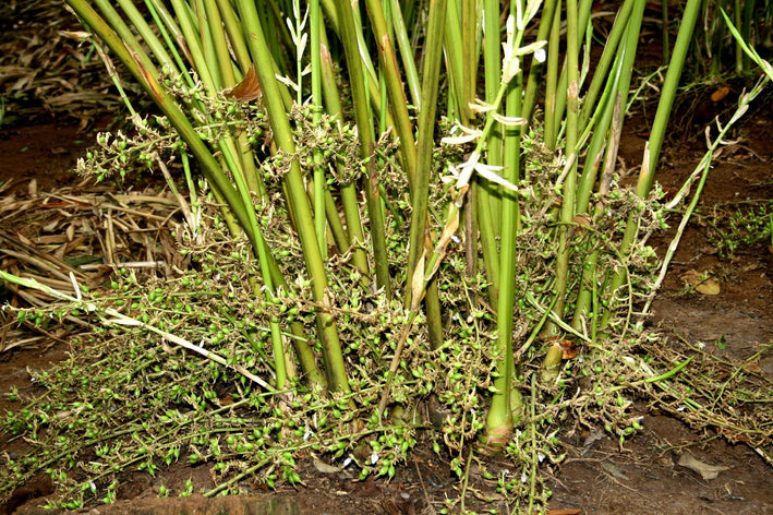 Green Cardamom Spice Plant